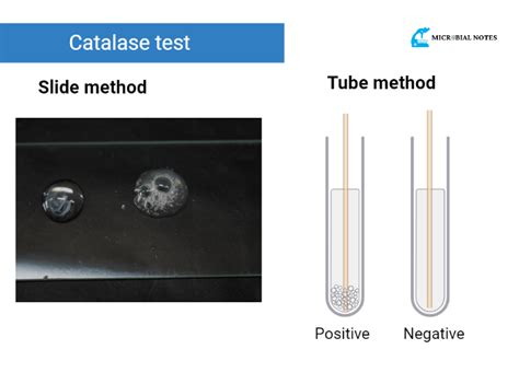 is bacillus subtilis catalase positive or negative|Understanding the Catalase Test: Principle, Procedure, and .